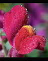 Common Snapdragon